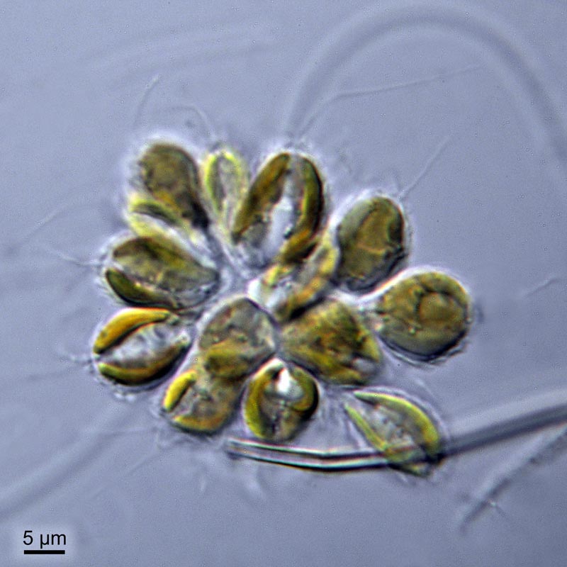 Synura uvella #30645