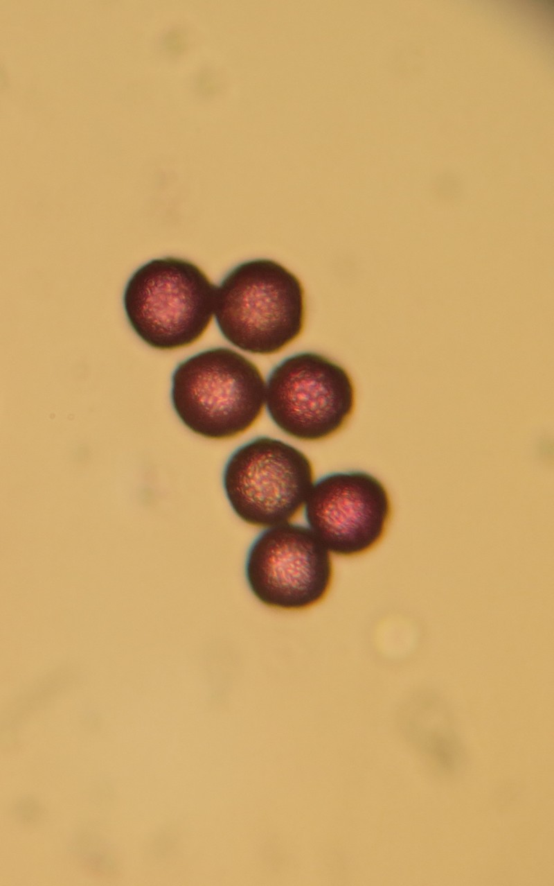 Syringa vulgaris #31285