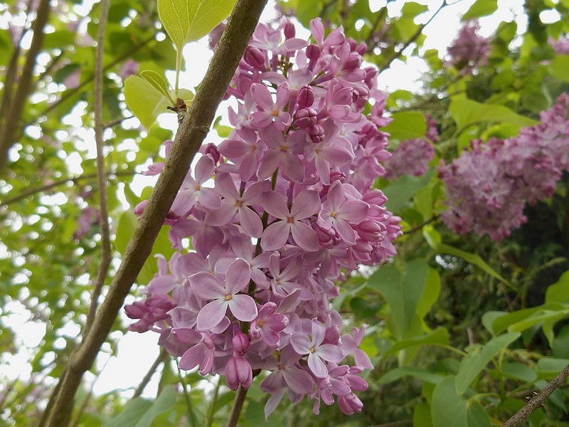 Syringa vulgaris #31284