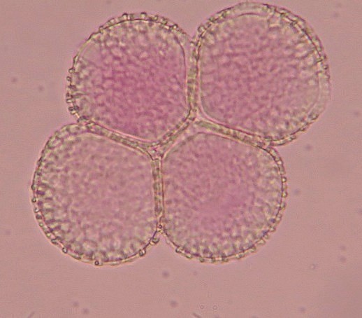 Syringa vulgaris #31286