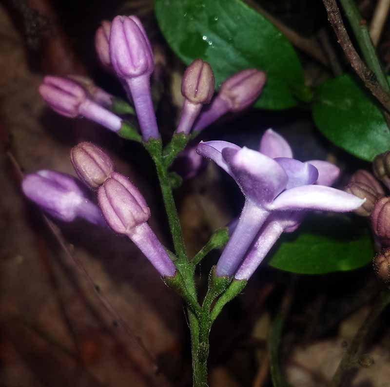 Syringa vulgaris #49428