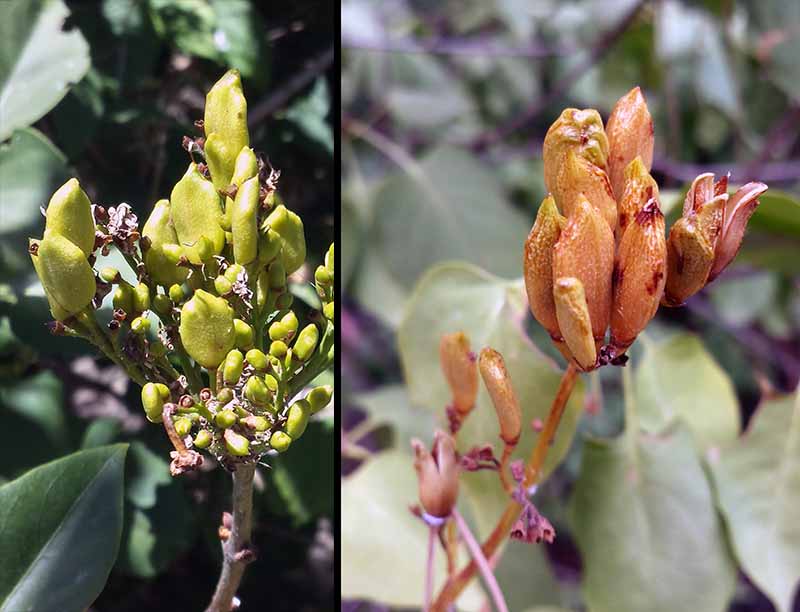 Syringa vulgaris #49431