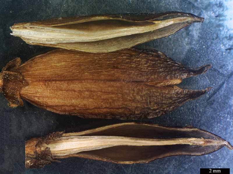 Syringa vulgaris #49433