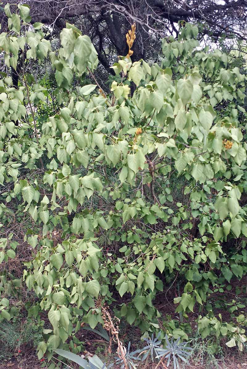 Syringa vulgaris #49424