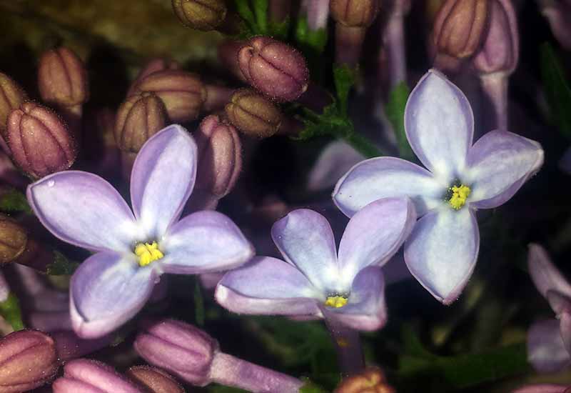 Syringa vulgaris #49427
