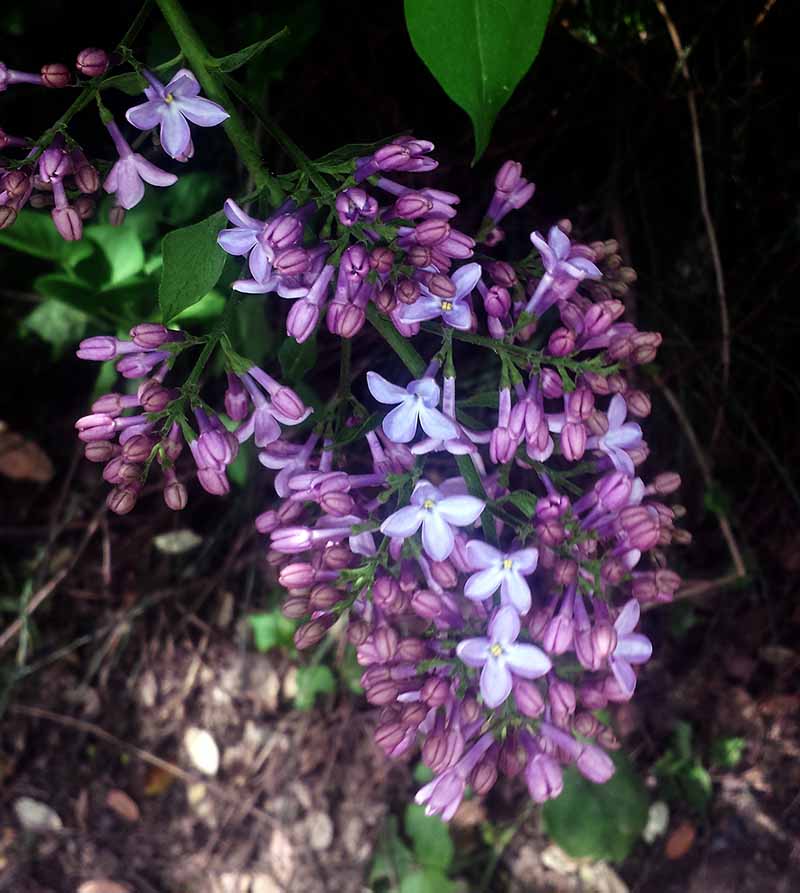 Syringa vulgaris #49426