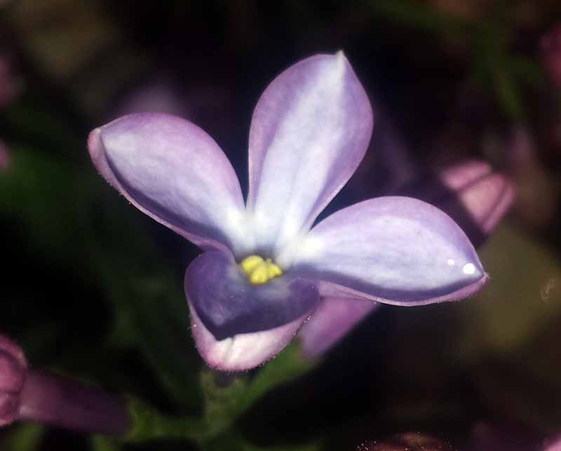 Syringa vulgaris #49430