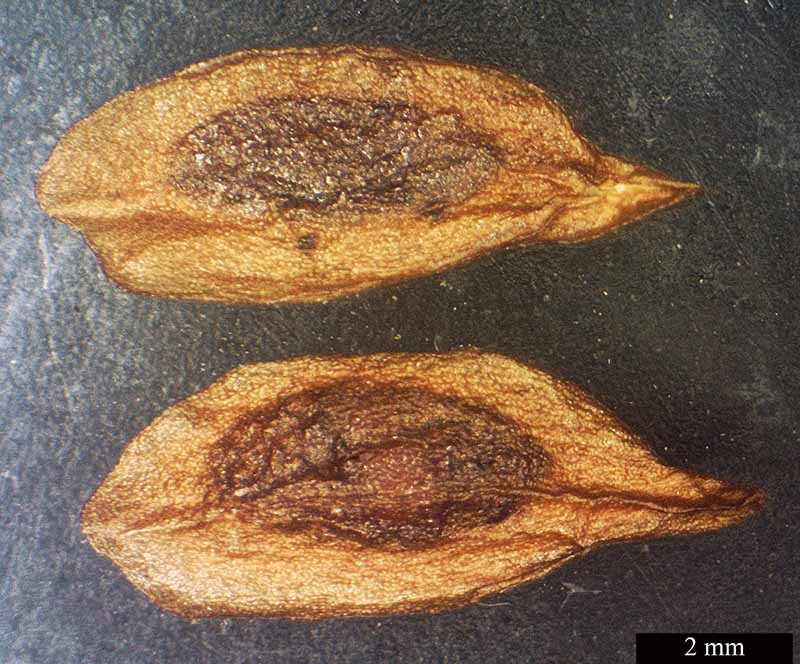 Syringa vulgaris #49434