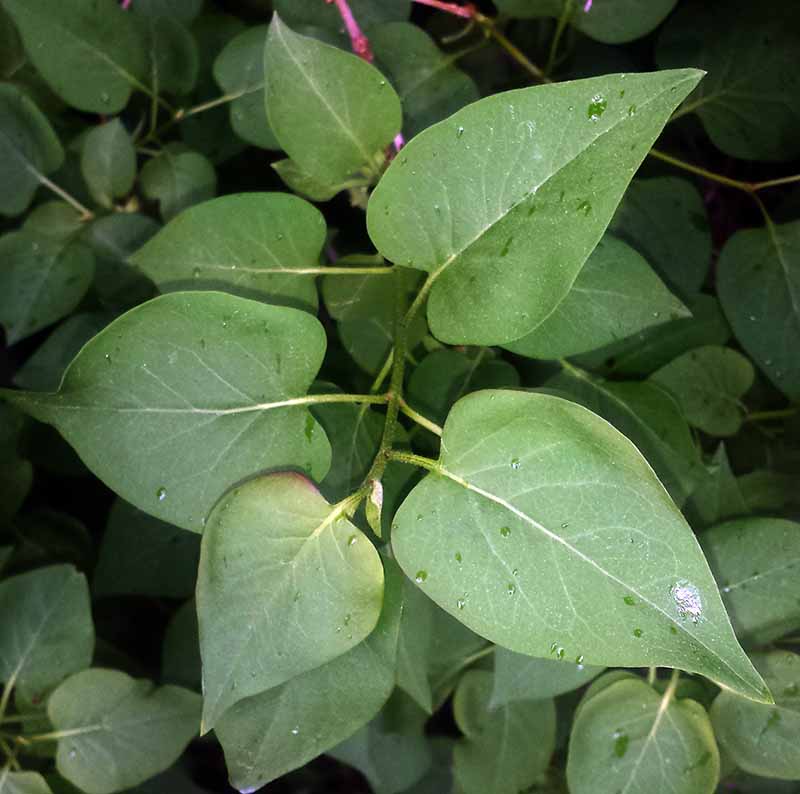 Syringa vulgaris #49425