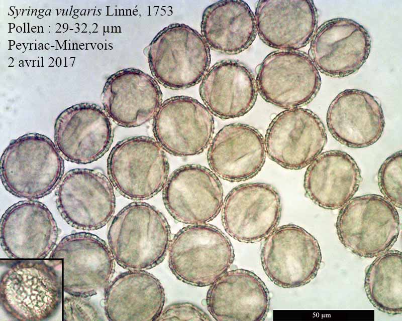 Syringa vulgaris #49436