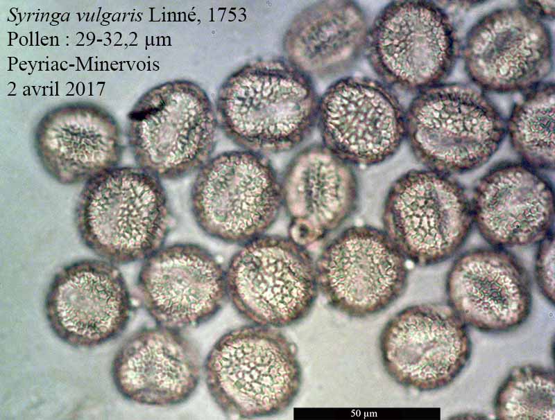 Syringa vulgaris #49437