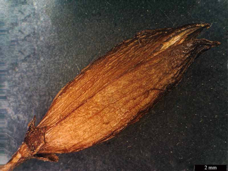 Syringa vulgaris #49432
