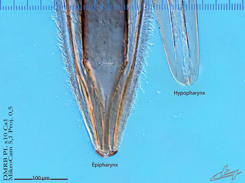 Tabanus bromius L, 1758 Pièces buccales #83466