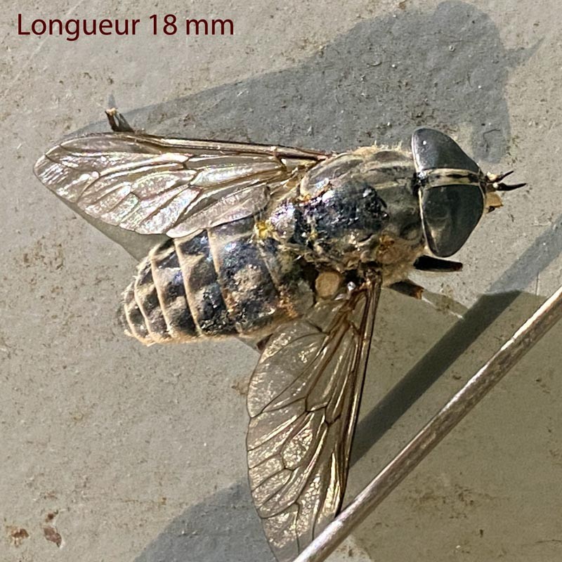 Tabanus bromius L, 1758 Pièces buccales #83462