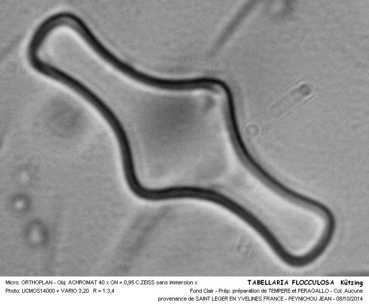 TABELLARIA FENESTRATA Kützing #39265