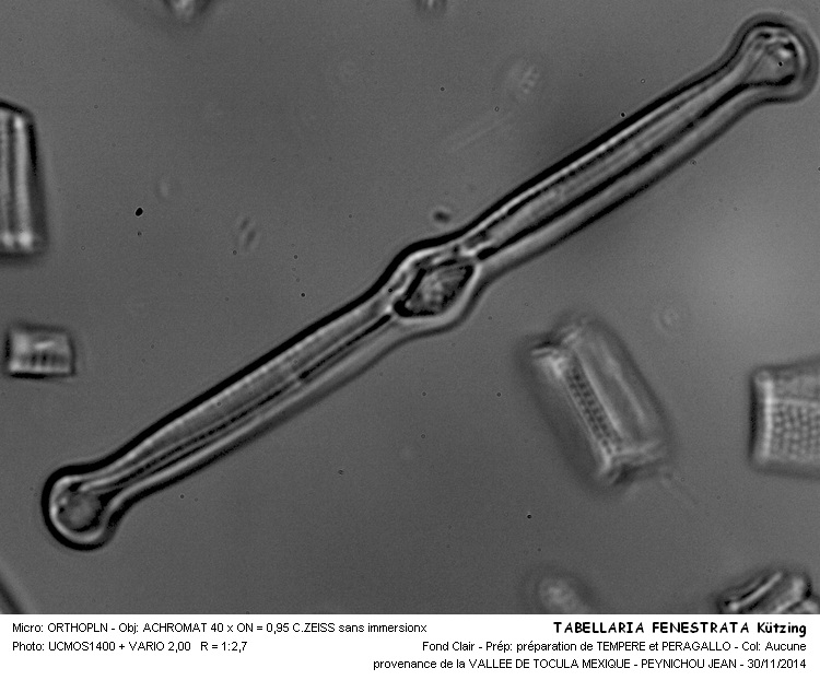 TABELLARIA FENESTRATA Kützing #39892