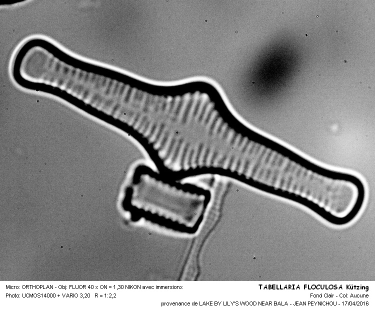 Tabellaria flocculosa (Roth) Kütz. #44608