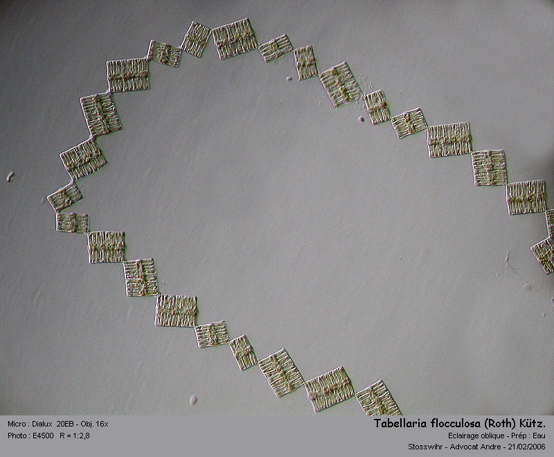 Tabellaria flocculosa (Roth) Kütz. #2896