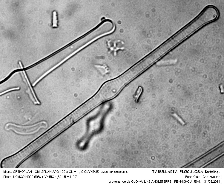 TABELLARIA FLOCULLOSA #37712