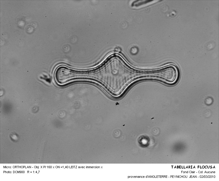 TABELLARIA FLOCUSA #33221