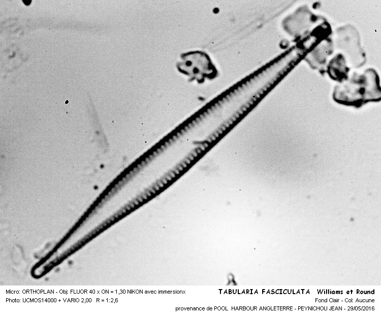 TABULARIA FASCICULATA Williams et Round #45475