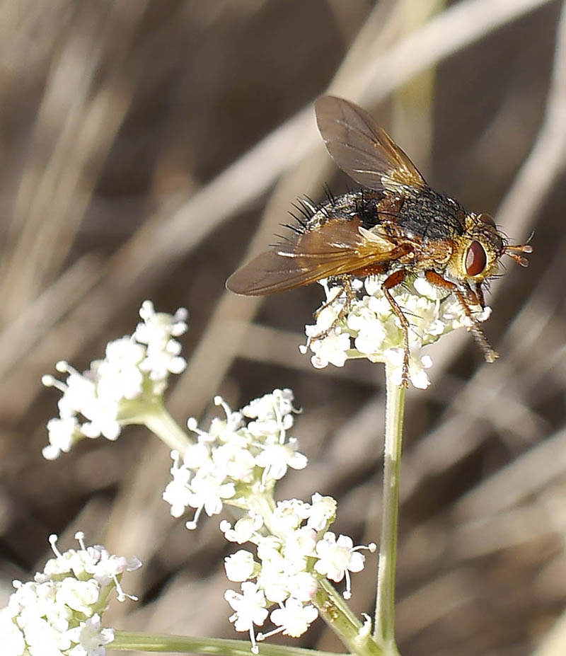 Tachina fera #52224