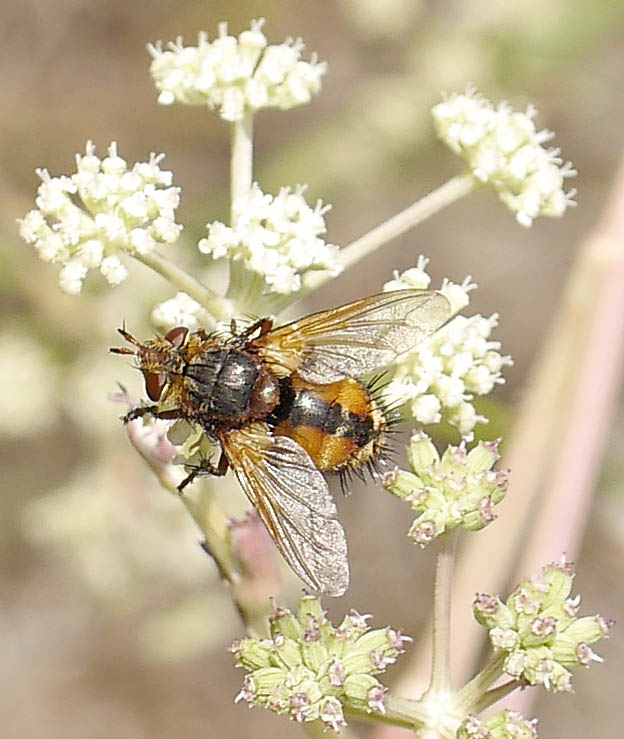 Tachina fera #52220