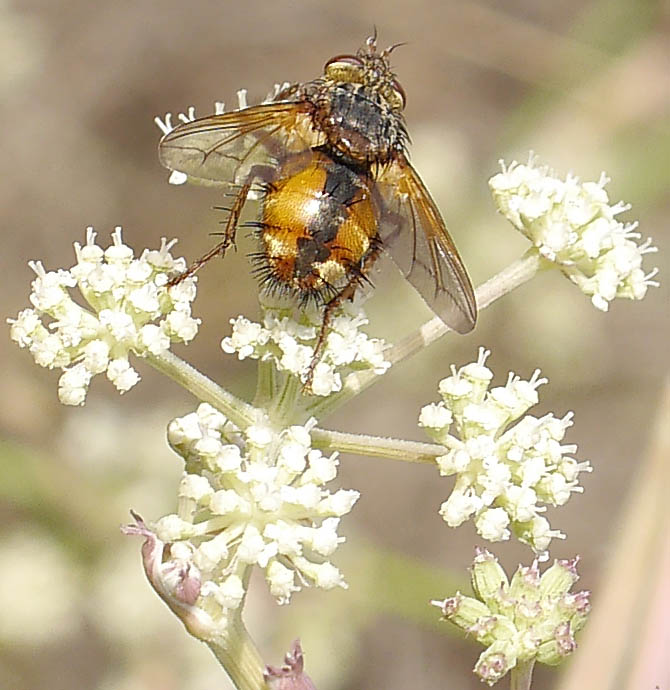 Tachina fera #52223