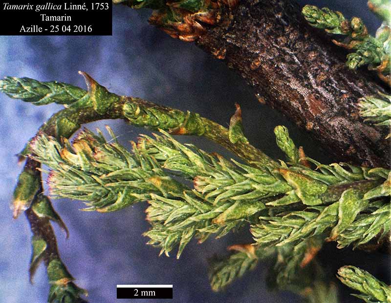 Tamarix gallica Linné, 1753 #44919
