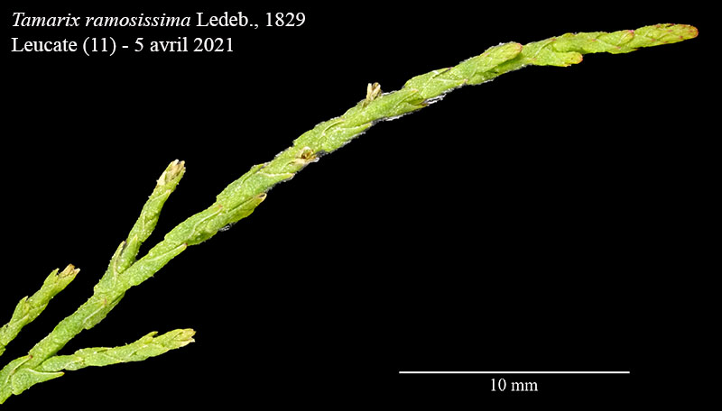 Tamarix ramosissima #66669