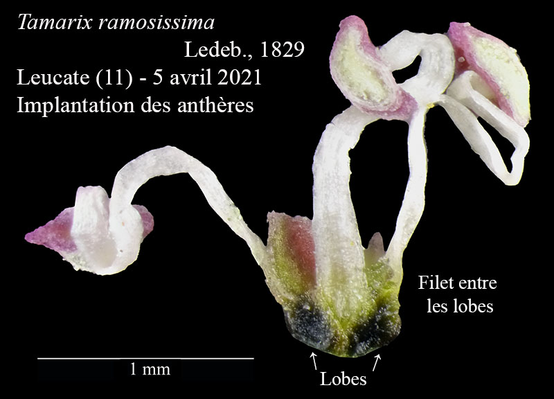 Tamarix ramosissima #66691