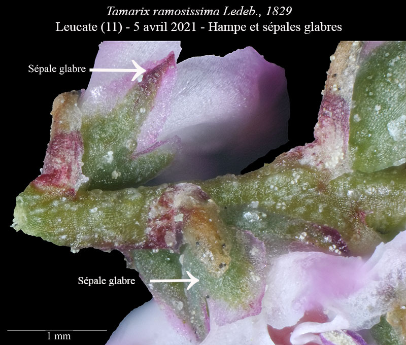Tamarix ramosissima #66674
