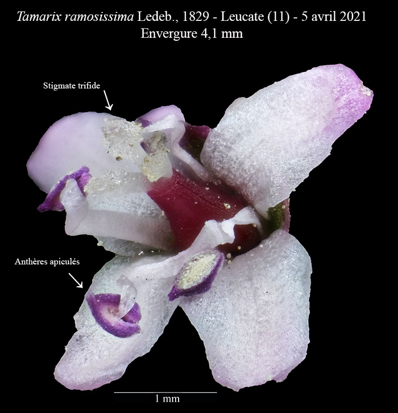 Tamarix ramosissima #66673