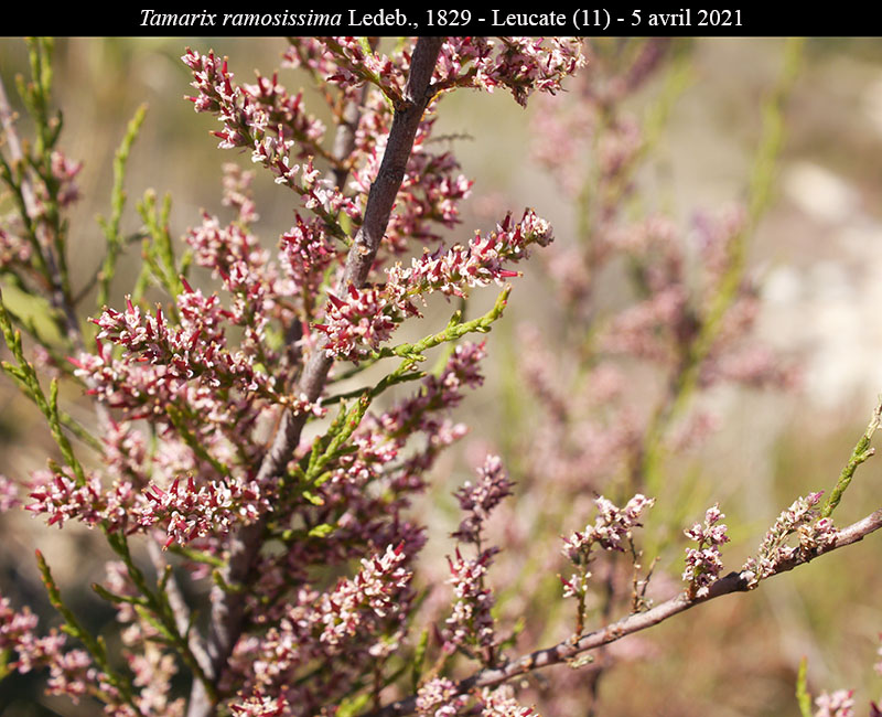 Tamarix ramosissima #66670