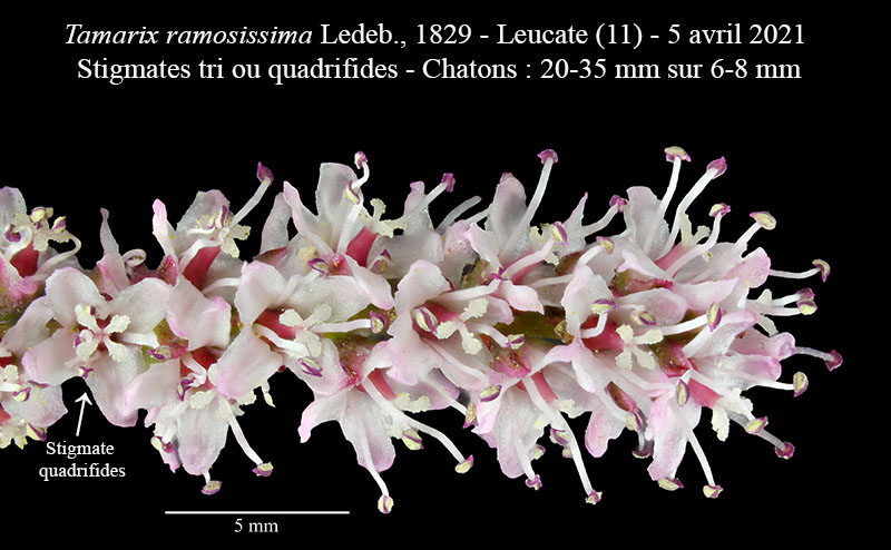 Tamarix ramosissima #66671