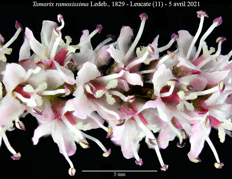 Tamarix ramosissima #66672