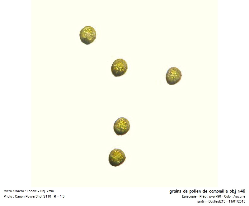 Tanacetum parthenium ou Grande Camomille #40359