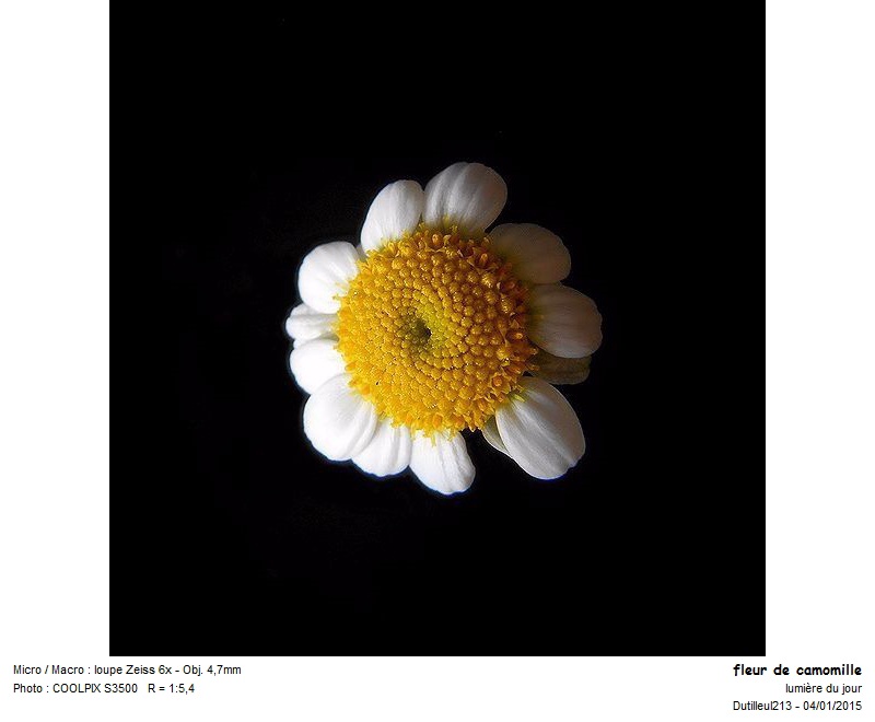 Tanacetum parthenium ou Grande Camomille #40360