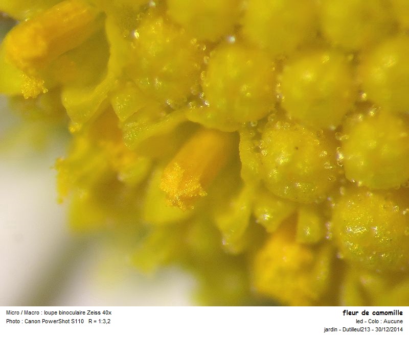 Tanacetum parthenium ou Grande Camomille #40362