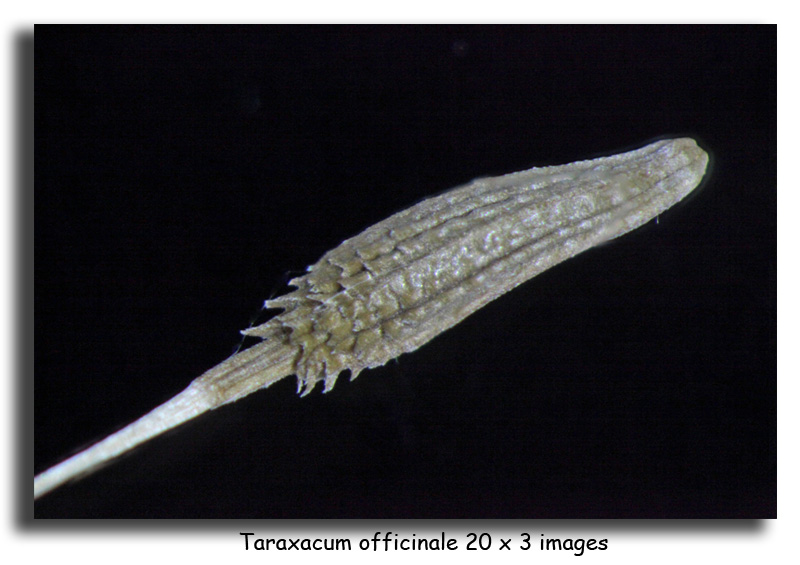 Taraxacum officinale Weber (graine de pissenlit) #16021