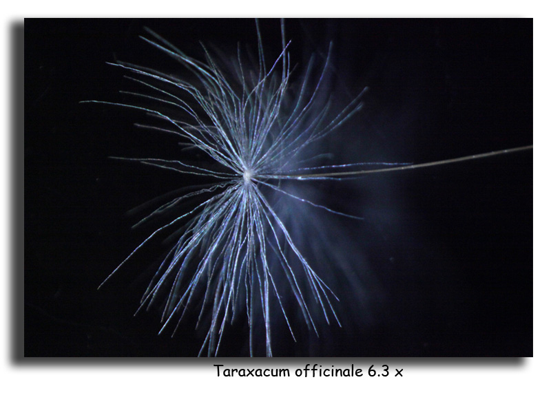Taraxacum officinale Weber (graine de pissenlit) #16020