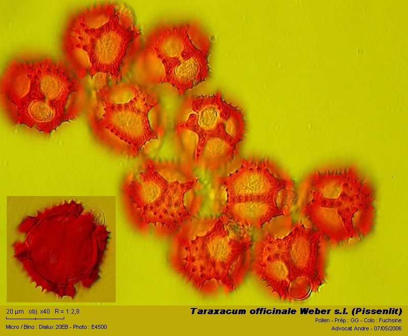 Taraxacum officinale Weber s.l. (Pissenlit) #3424