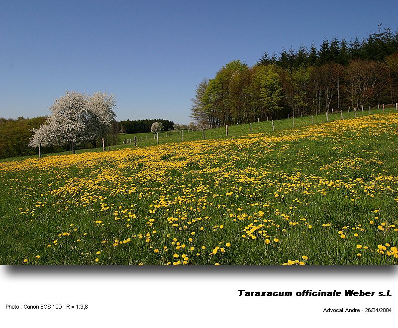 Taraxacum officinale Weber s.l. (Pissenlit) #3422