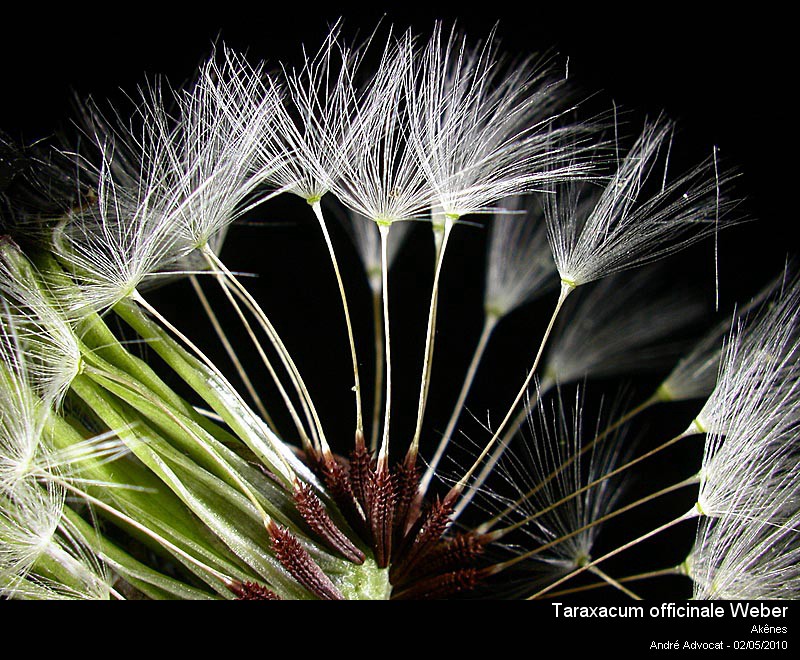 Taraxacum officinale Weber #15965