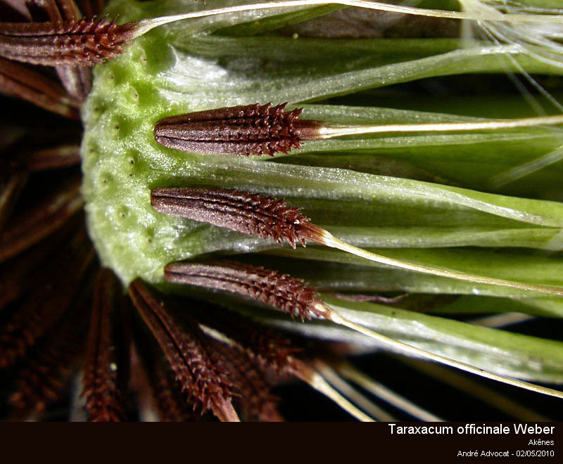 Taraxacum officinale Weber #15966