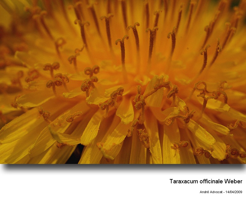 Taraxacum officinale Weber #15964