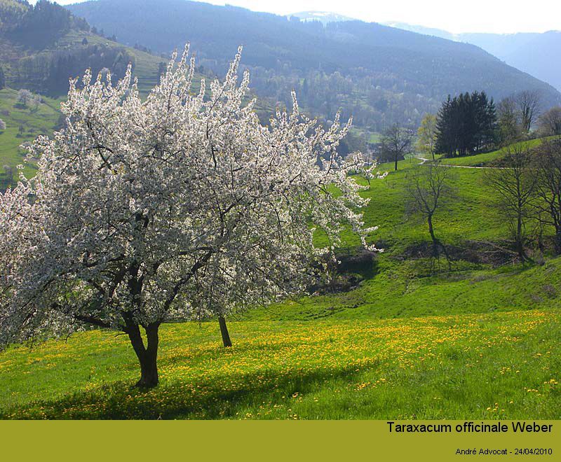Taraxacum officinale Weber #15961