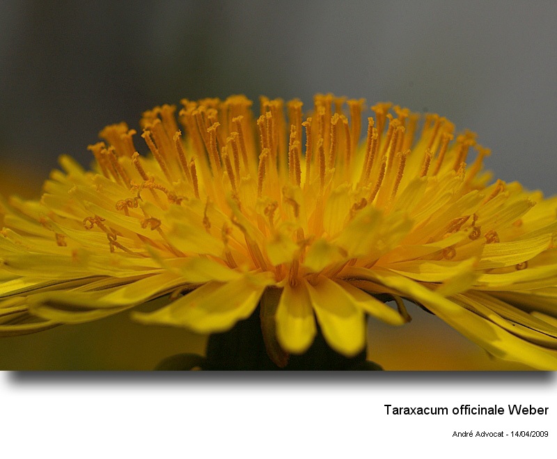 Taraxacum officinale Weber #15962