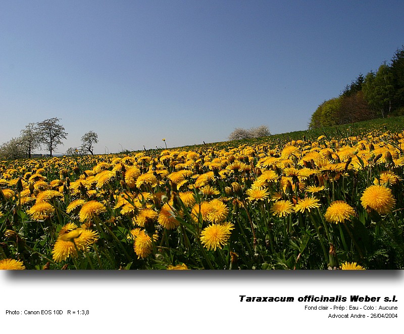 Taraxacum officinale Weber s.l. (Pissenlit) #3423