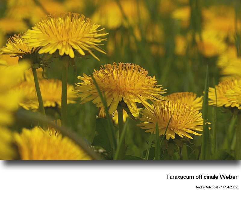 Taraxacum officinale Weber #15963